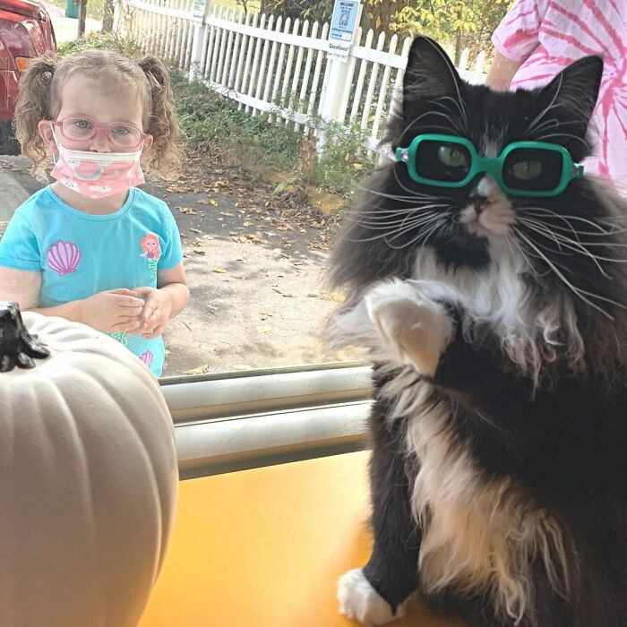 Truffles The Cat Helps Kids Feel Comfortable With Fearing Glasses When They Go To Optometrist Truffles The Cat Helps Kids Feel Comfortable With Fearing Glasses When They Go To Optometrist
