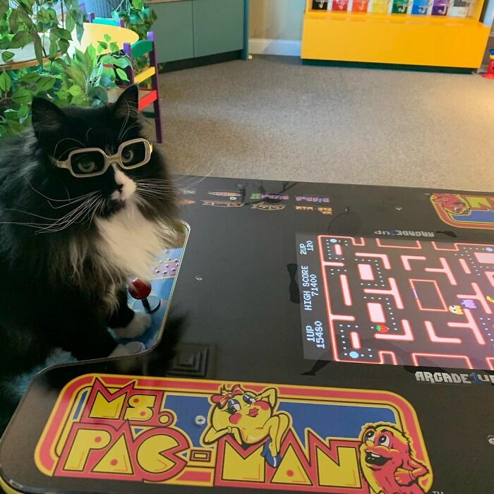 Truffles The Cat Helps Kids Feel Comfortable With Fearing Glasses When They Go To Optometrist Truffles The Cat Helps Kids Feel Comfortable With Fearing Glasses When They Go To Optometrist