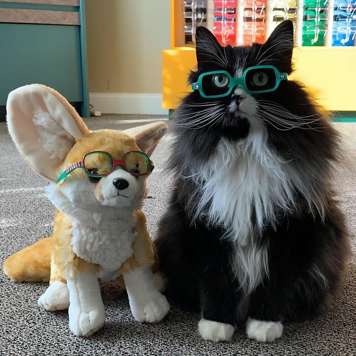 Truffles The Cat Helps Kids Feel Comfortable With Fearing Glasses When They Go To Optometrist Truffles The Cat Helps Kids Feel Comfortable With Fearing Glasses When They Go To Optometrist