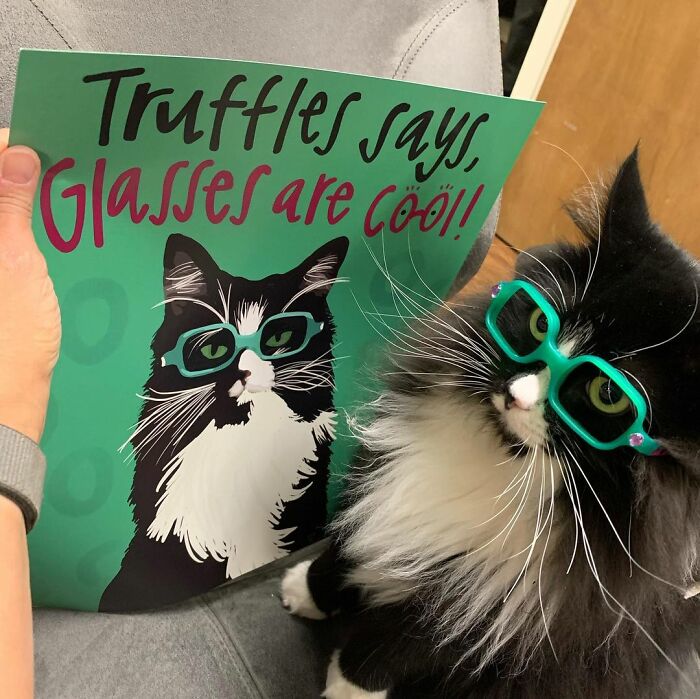 Truffles The Cat Helps Kids Feel Comfortable With Fearing Glasses When They Go To Optometrist Truffles The Cat Helps Kids Feel Comfortable With Fearing Glasses When They Go To Optometrist