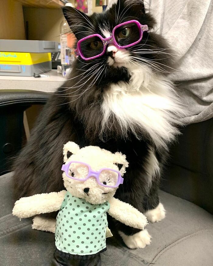 Truffles The Cat Helps Kids Feel Comfortable With Fearing Glasses When They Go To Optometrist Truffles The Cat Helps Kids Feel Comfortable With Fearing Glasses When They Go To Optometrist