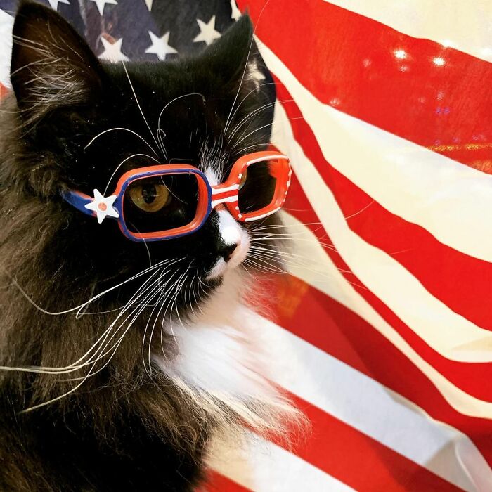 Truffles The Cat Helps Kids Feel Comfortable With Fearing Glasses When They Go To Optometrist Truffles The Cat Helps Kids Feel Comfortable With Fearing Glasses When They Go To Optometrist