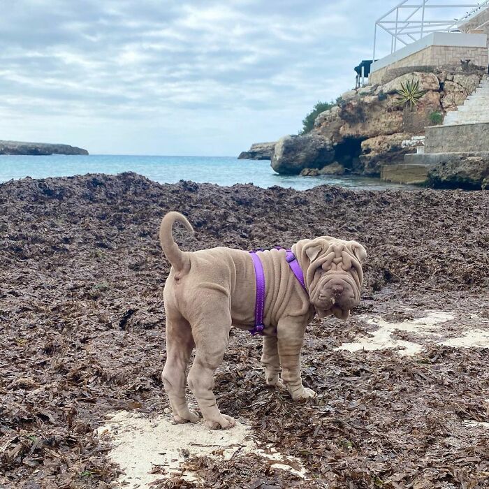 Blanket-Dog-Shar-Pei-Wrinkles-Harvey-Thesharpei