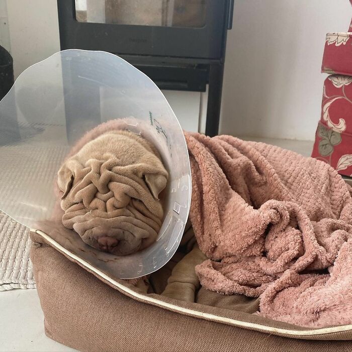 Blanket-Dog-Shar-Pei-Wrinkles-Harvey-Thesharpei