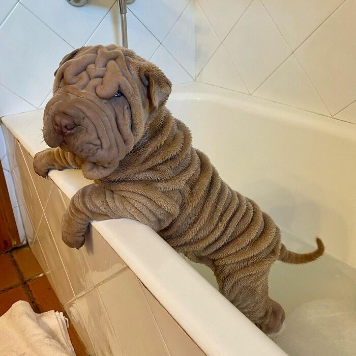 Blanket-Dog-Shar-Pei-Wrinkles-Harvey-Thesharpei