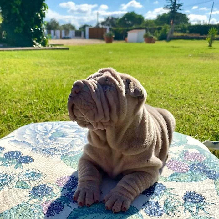 Blanket-Dog-Shar-Pei-Wrinkles-Harvey-Thesharpei