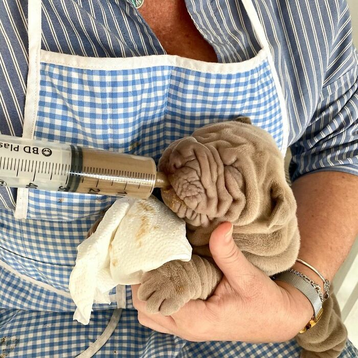 Blanket-Dog-Shar-Pei-Wrinkles-Harvey-Thesharpei