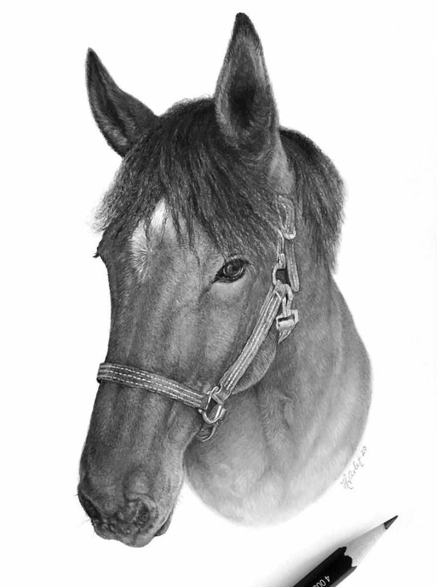 This Artist Makes Realistic Portraits Of Animals That Will Leave You Jaw-Dropping