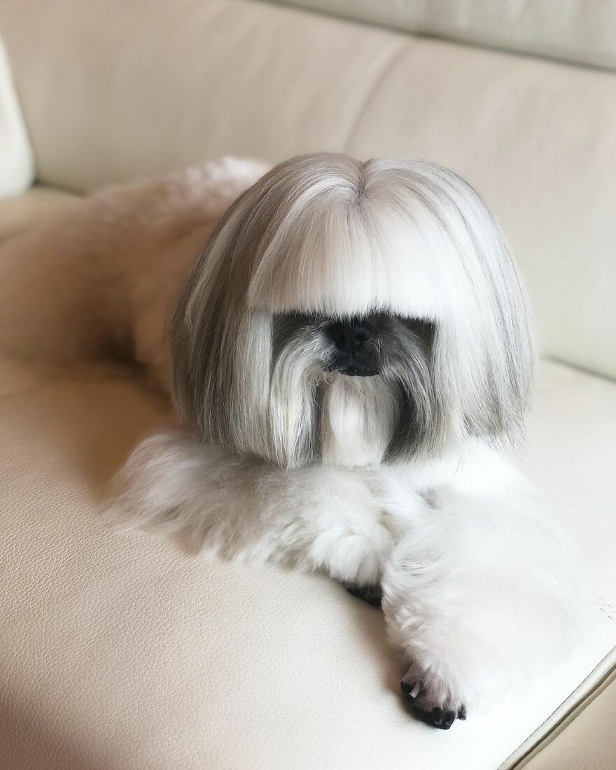 Fluffy dog fashionista with a stylish haircut lying on a white couch, resembling a pop star vibe.