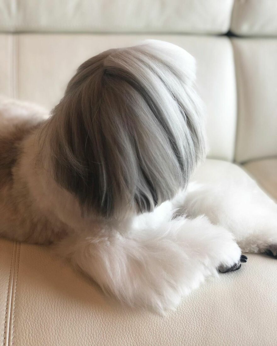 Small dog fashionista with a stylish gray and white haircut lying on a cream leather couch, looking like a pop star.