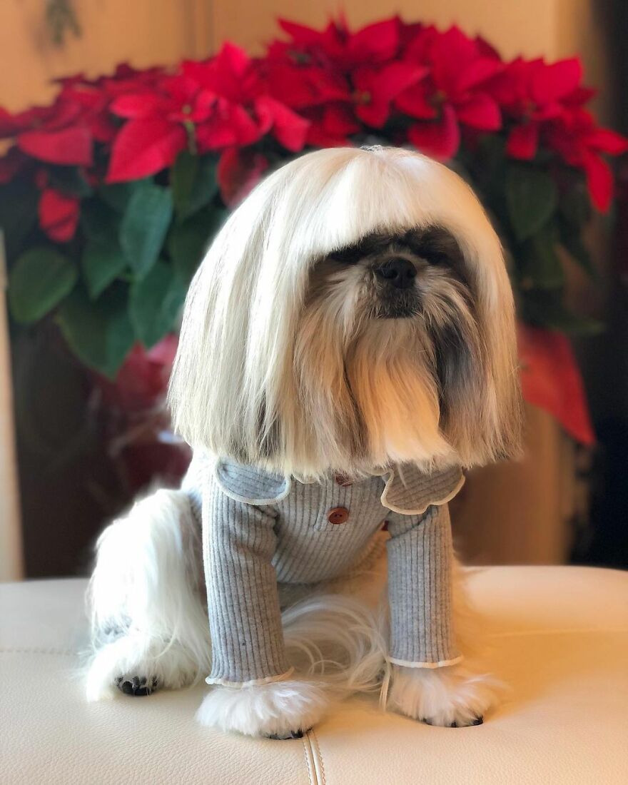 Small dog fashionista wearing a gray sweater with a straight blonde wig, posing indoors with red flowers in the background.