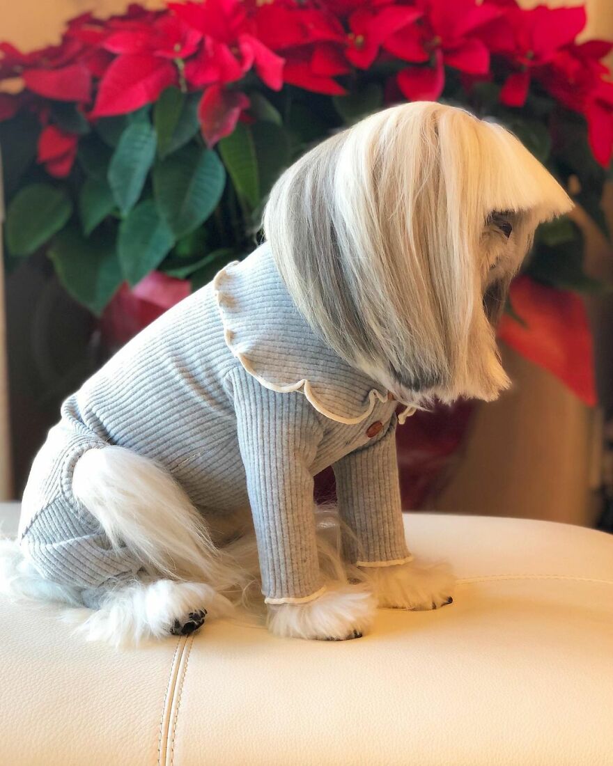 Small dog fashionista wearing a ribbed gray outfit with long hair styled like a pop star, sitting on a white surface.