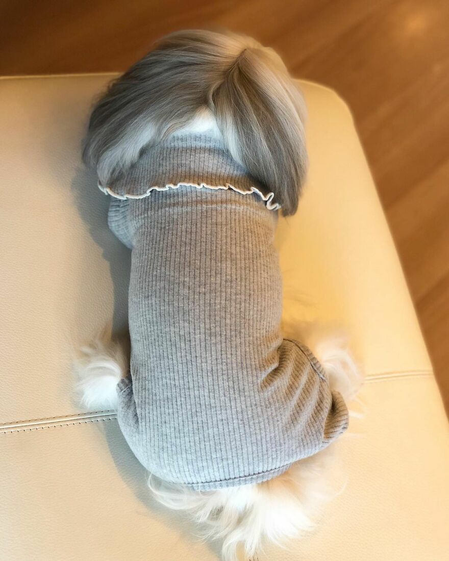 Small dog fashionista wearing a trendy gray sweater, lying on a beige surface, showcasing stylish pet fashion.