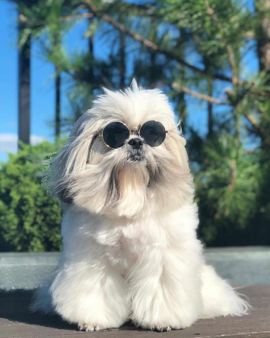 Fluffy dog fashionista wearing round sunglasses posing outdoors with trees and blue sky in the background.