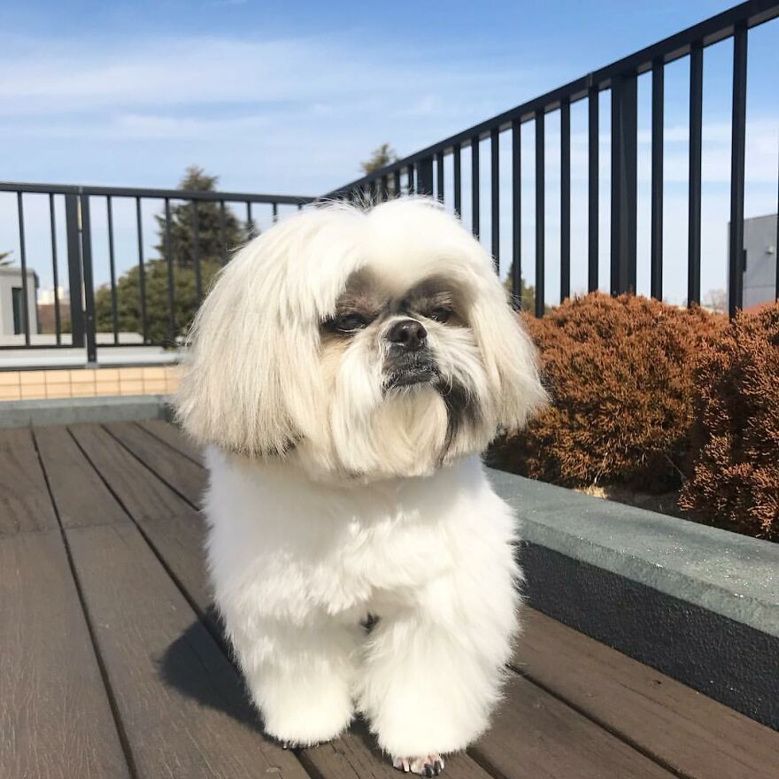 Small fluffy dog fashionista with styled hair posing on wooden deck near bushes on a sunny day outdoors