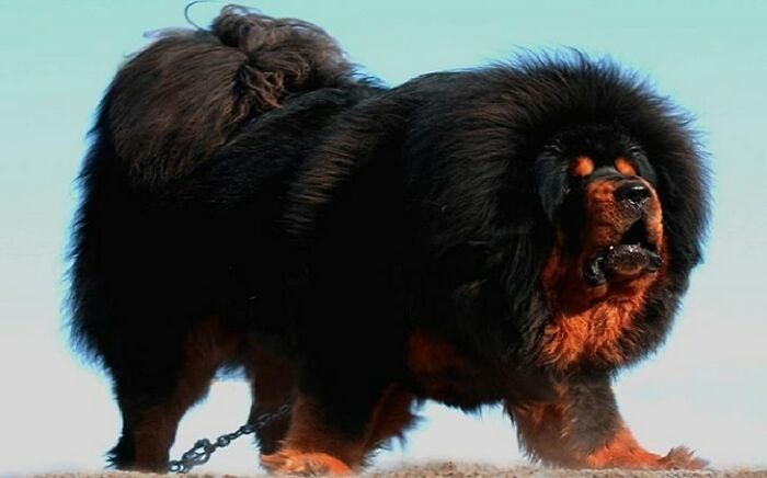 Tibetan Mastiff