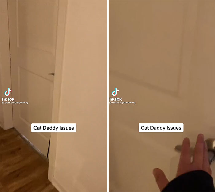 TikTok Of A Cat Having A Spa Day With Owner Goes Viral And Is Watched Over 60 Million Times