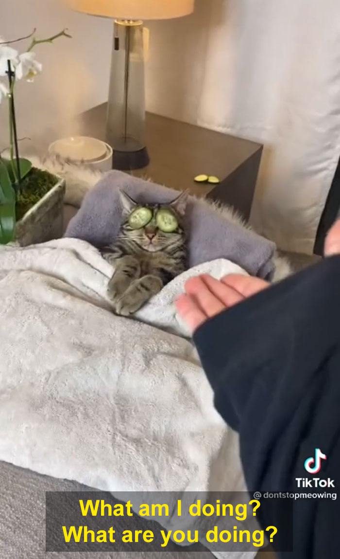 TikTok Of A Cat Having A Spa Day With Owner Goes Viral And Is Watched Over 60 Million Times