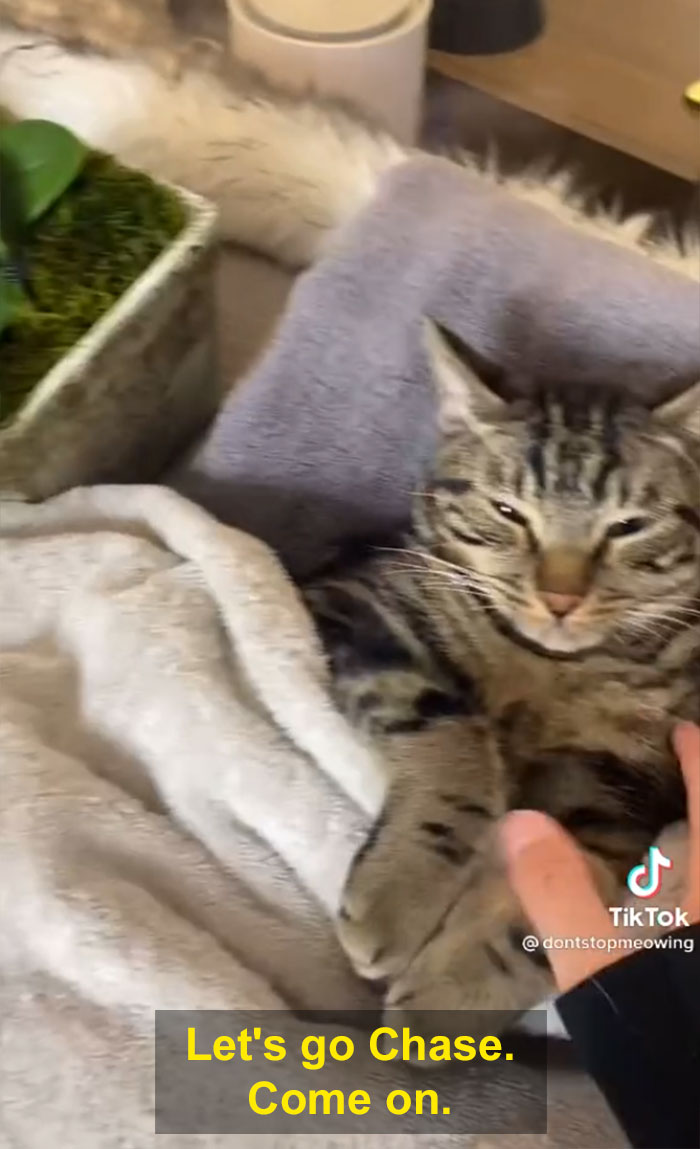 TikTok Of A Cat Having A Spa Day With Owner Goes Viral And Is Watched Over 60 Million Times