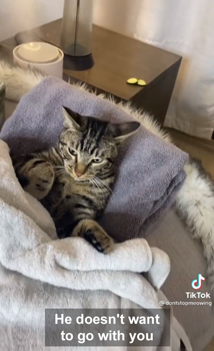 TikTok Of A Cat Having A Spa Day With Owner Goes Viral And Is Watched Over 60 Million Times