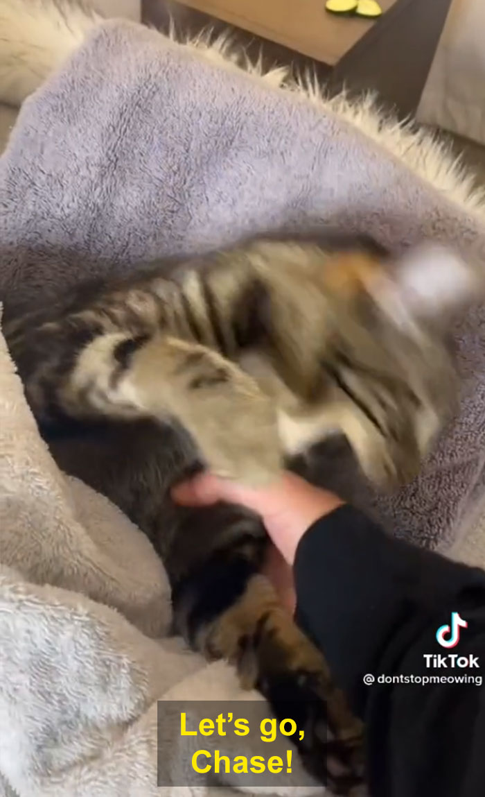 TikTok Of A Cat Having A Spa Day With Owner Goes Viral And Is Watched Over 60 Million Times