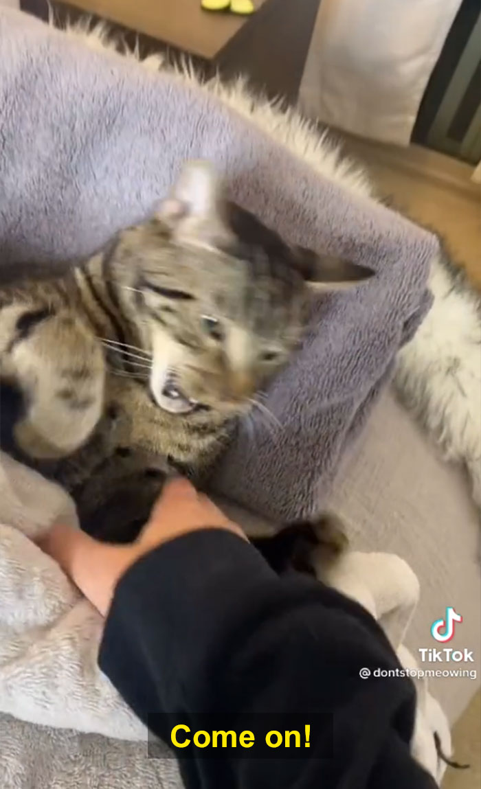 TikTok Of A Cat Having A Spa Day With Owner Goes Viral And Is Watched Over 60 Million Times