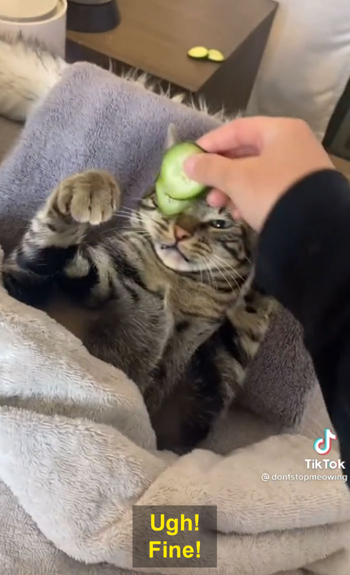 TikTok Of A Cat Having A Spa Day With Owner Goes Viral And Is Watched Over 60 Million Times