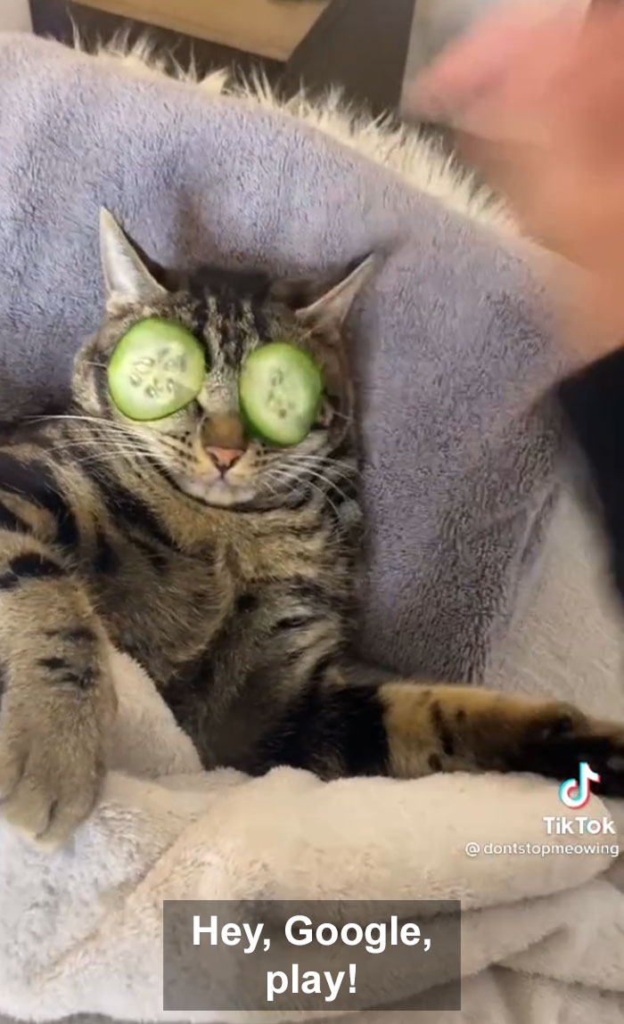 TikTok Of A Cat Having A Spa Day With Owner Goes Viral And Is Watched Over 60 Million Times