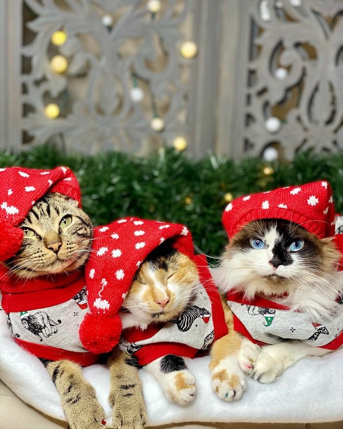 TikTok Of A Cat Having A Spa Day With Owner Goes Viral And Is Watched Over 60 Million Times