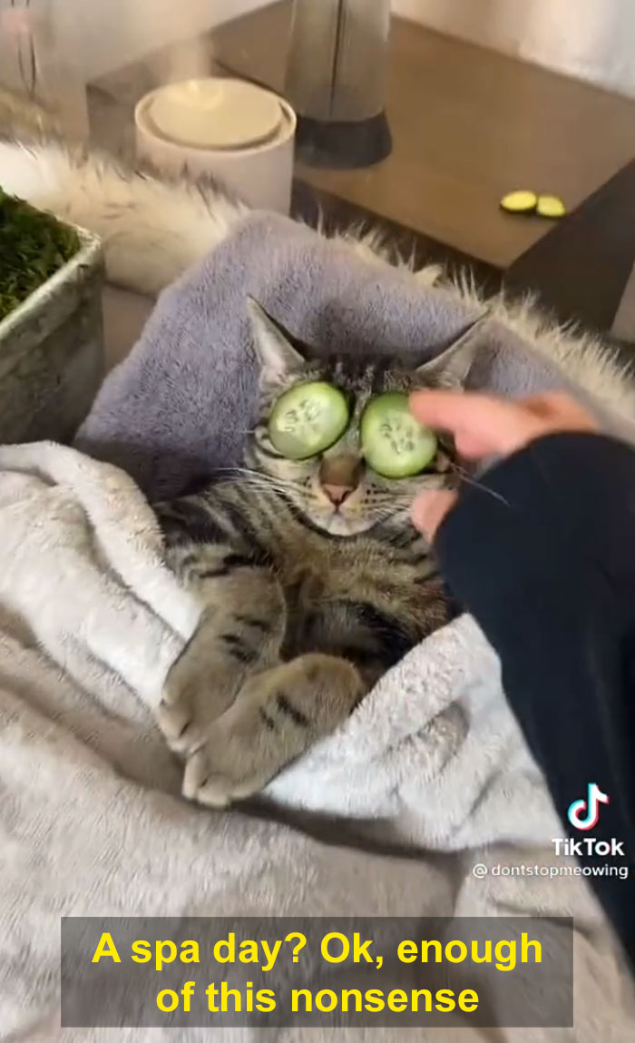 TikTok Of A Cat Having A Spa Day With Owner Goes Viral And Is Watched Over 60 Million Times