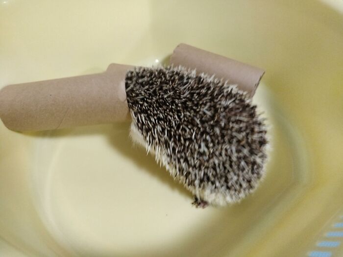 Tubed. He Got Stuck And Just Sat There Like "This Is My Life Now"