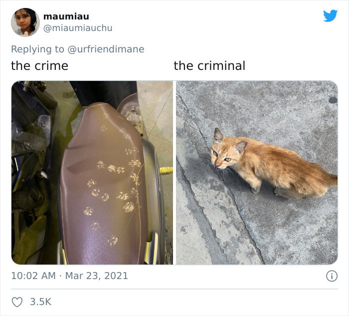 Crime-Criminal-Pets-Crimescene