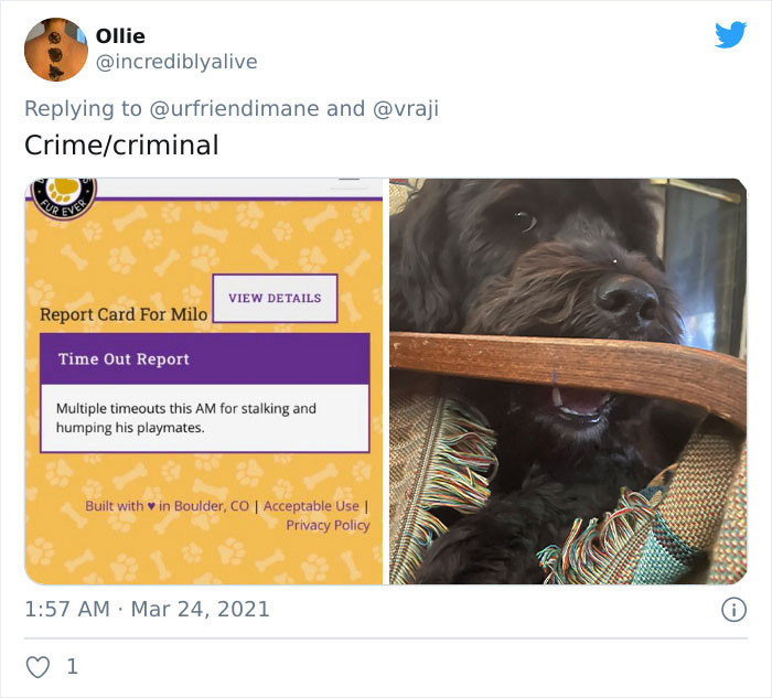 Crime-Criminal-Pets-Crimescene