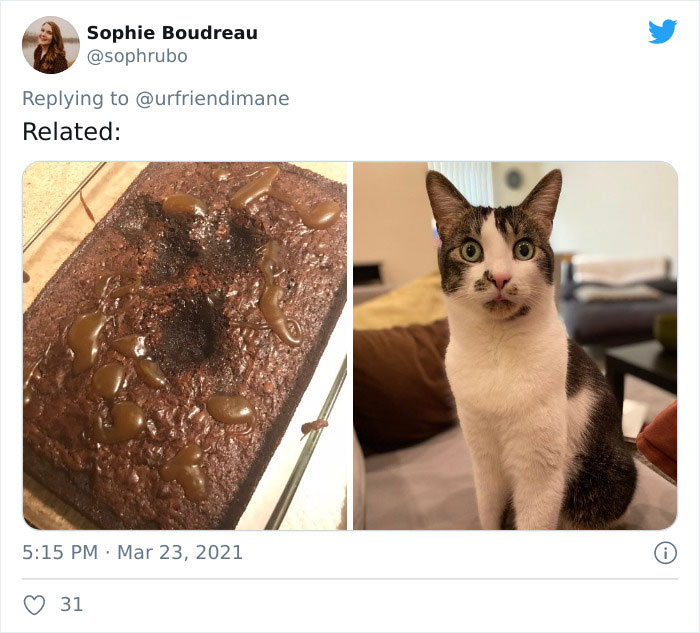 Crime-Criminal-Pets-Crimescene