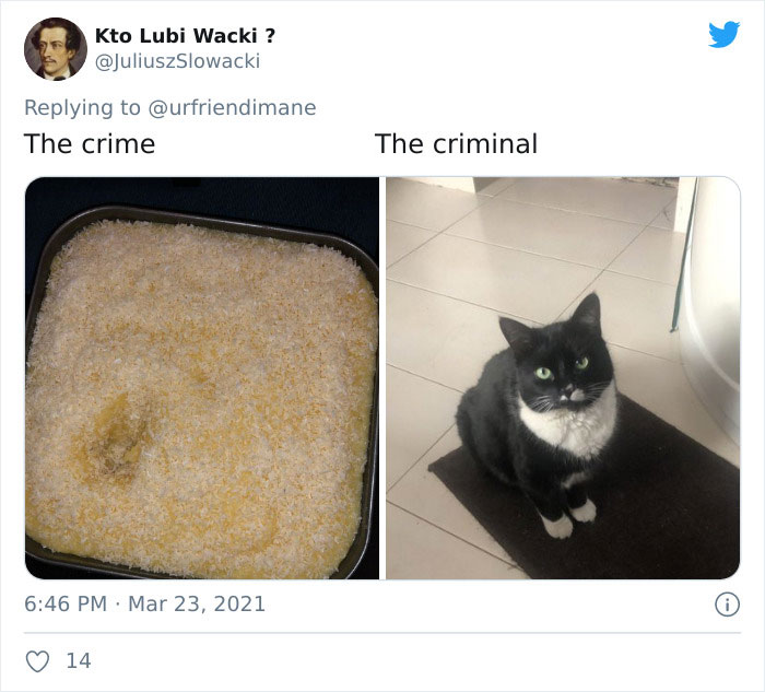 Crime-Criminal-Pets-Crimescene