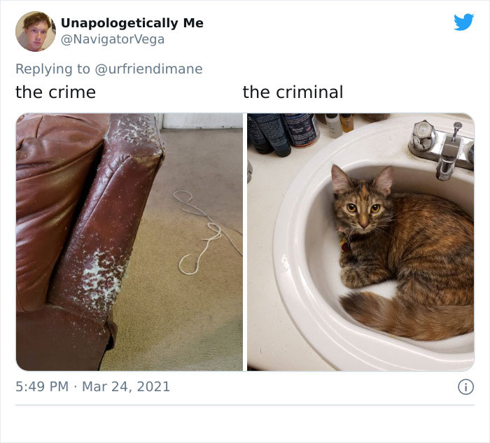 Crime-Criminal-Pets-Crimescene