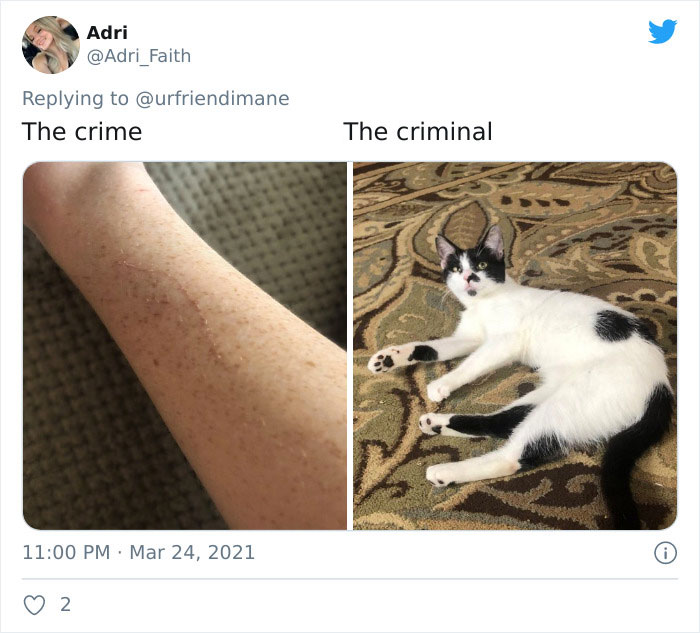 Crime-Criminal-Pets-Crimescene