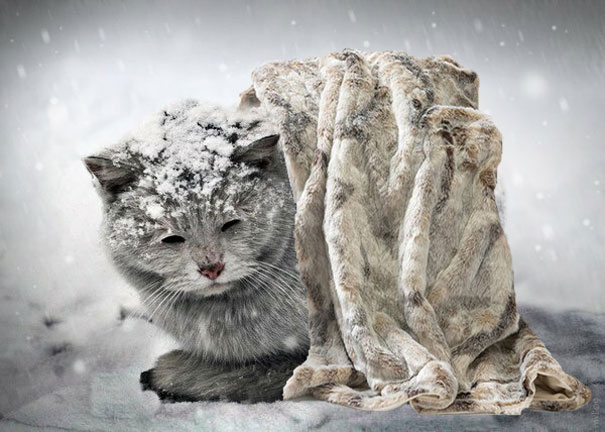 Here's A Little Blanky, Kitty