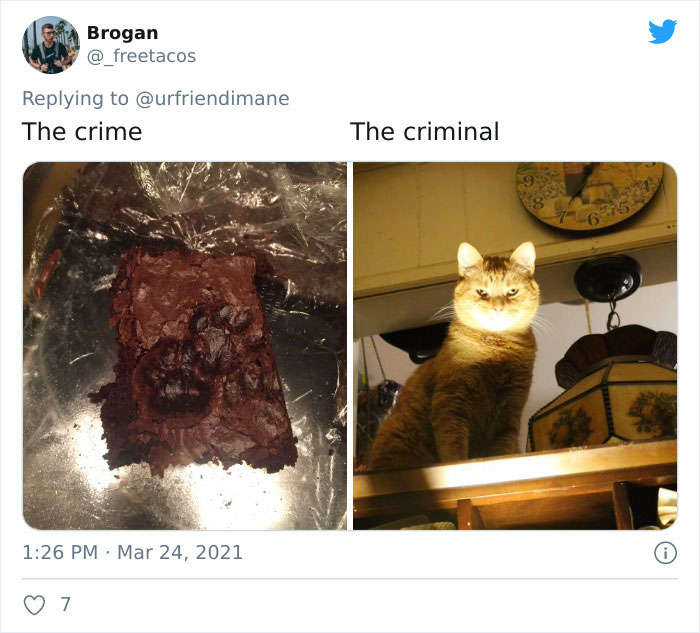 Crime-Criminal-Pets-Crimescene