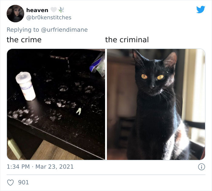 Crime-Criminal-Pets-Crimescene