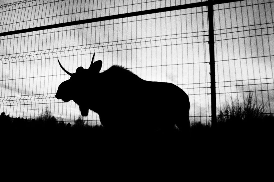 I Capture The Life Of A Lone Former Soldier Saving Animals From Poachers I Capture The Life Of A Lone Former Soldier Saving Animals From Poachers