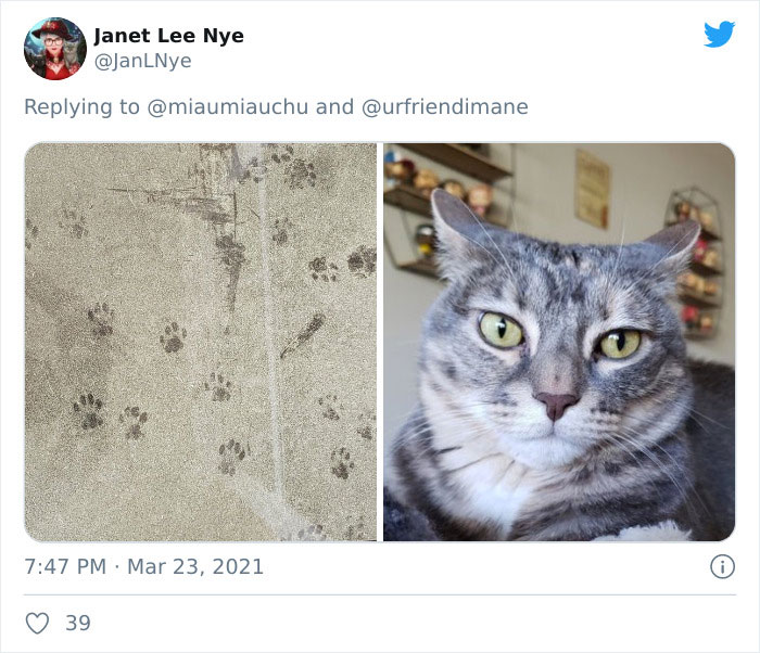 Crime-Criminal-Pets-Crimescene