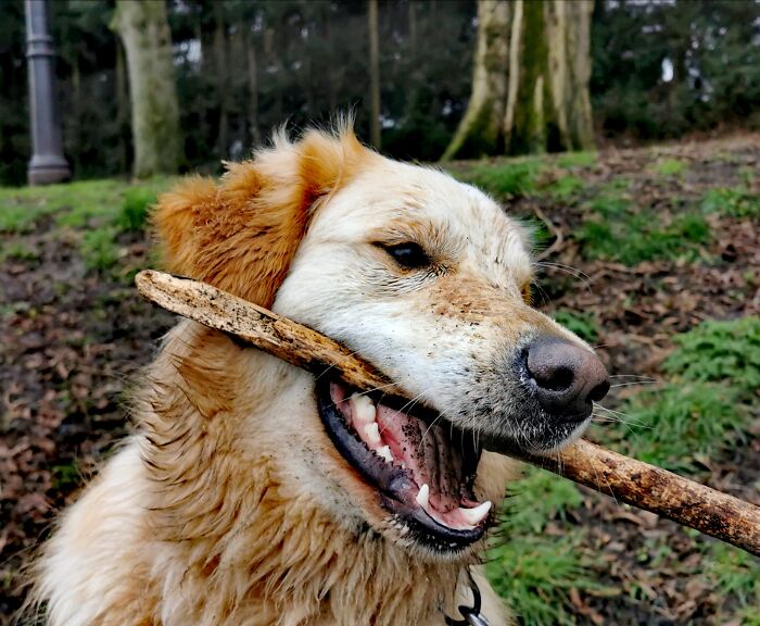 Seeing My Dog Happy.