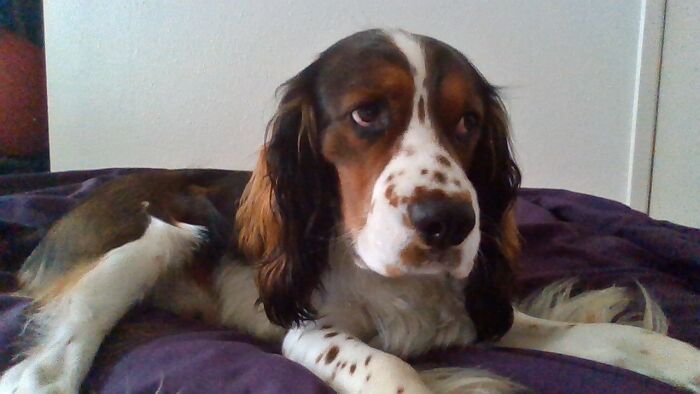 My English Springer Spaniel Named Daniel