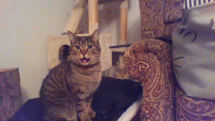 My Cat, Porkchop, Who Was Found At A Friends House As A Kitten 3 Years Ago