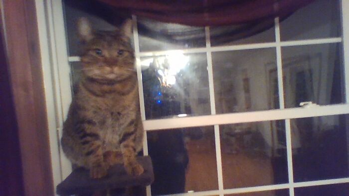 My Cat Porckchop Looking Like An Idiot