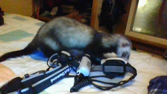 What Is This?...can I Bite It?