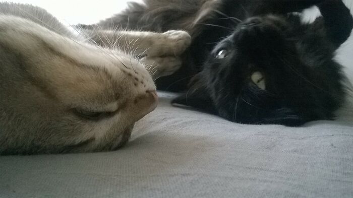 Keoni And Gibbs Chilling On My Bed