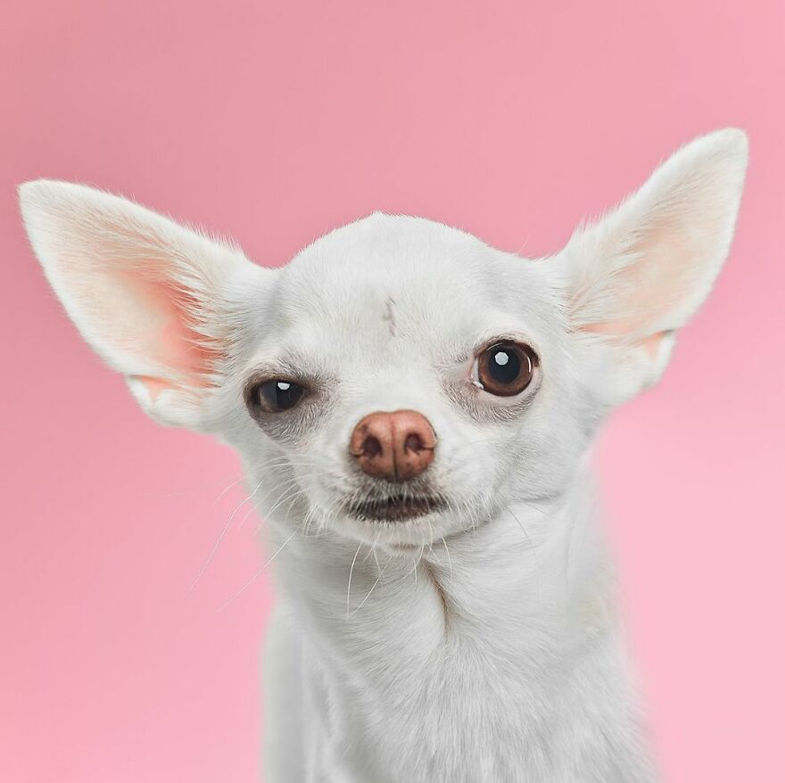 Pinky The Chihuahua Got His Name From The Mouse From The Famous Cartoon About Pinky And The Brain
