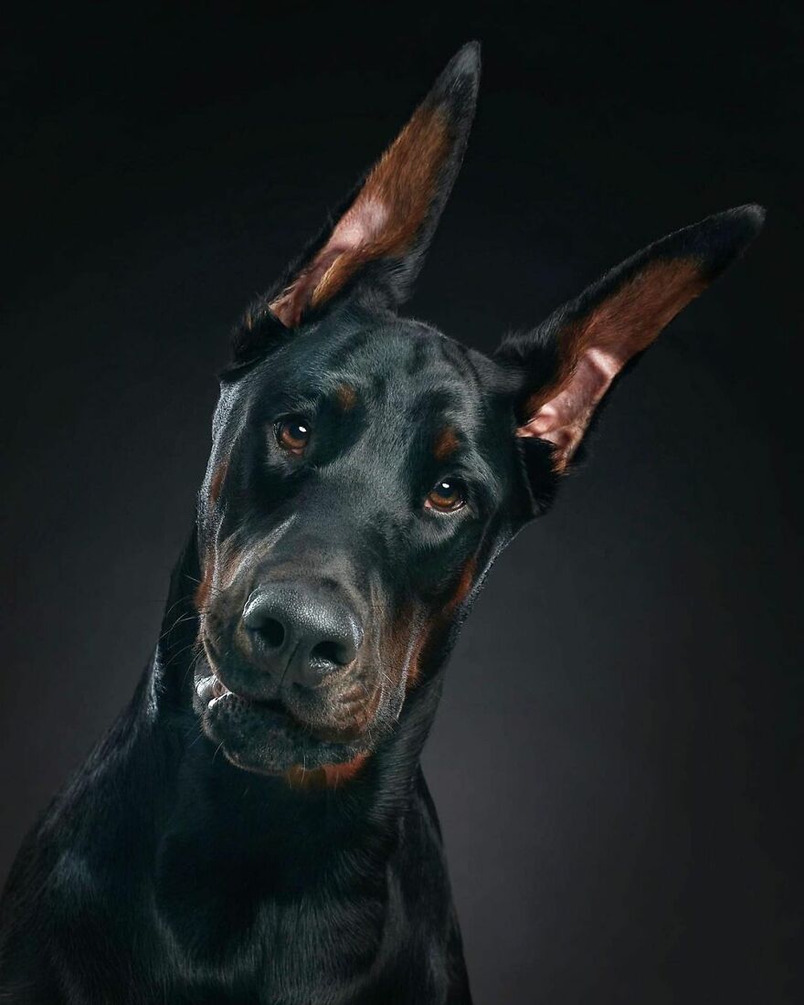 Meet Force, The Cutest Doberman Ever